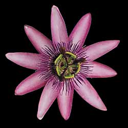 passionflower